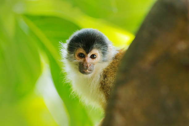 istock Monkey in the tropic forest vegetation. Animal, long tail in tropic forest. Squirrel monkey, Saimiri oerstedii, sitting on the tree trunk with green leaves, Corcovado NP, Costa Rica. 1267707881