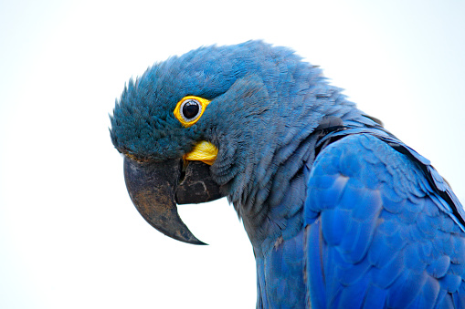 Lear's Macaw, Anodorhynchus leari, Indigo blue macaw, detail portrait in nature. Rare endemic big blue bird with orange black eye and bill, forest in Brazil.