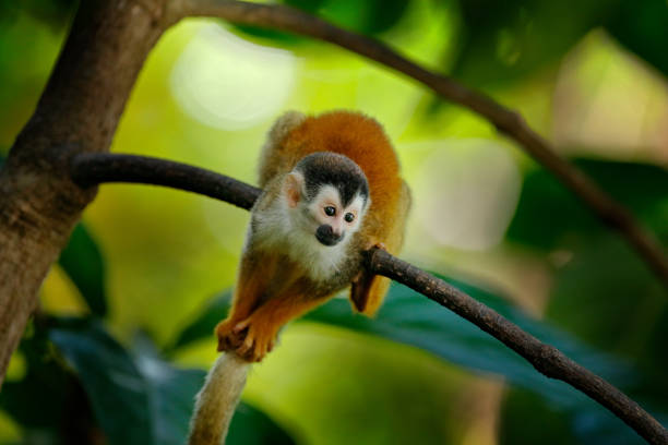 istock Monkey in the tropic forest vegetation. Animal, long tail in tropic forest. Squirrel monkey, Saimiri oerstedii, sitting on the tree trunk with green leaves, Corcovado NP, Costa Rica. 1267707885