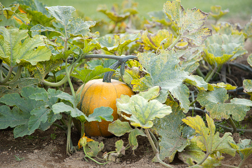 pumpkins growing in the vegetable garden - planting of pumpkins ready to harvest