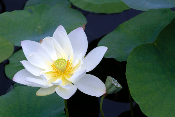 Lotus flowers bloom beautifully in dirty mud, so they often symbolize being reborn in the extremes by wiping out the air hard in the world. In particular, he said that he bloomed to announce the birth of buddha, and in the extreme world he believed that all believers were born as gods on lotus flowers. Therefore, it is said that the decoration of the buddha statue and the seat of the monk is made of lotus flowers.   This photo depicts the purity of white smoke and the droplets on the lotus leaves.