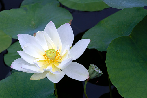 Close up image of a water lotus in the morning