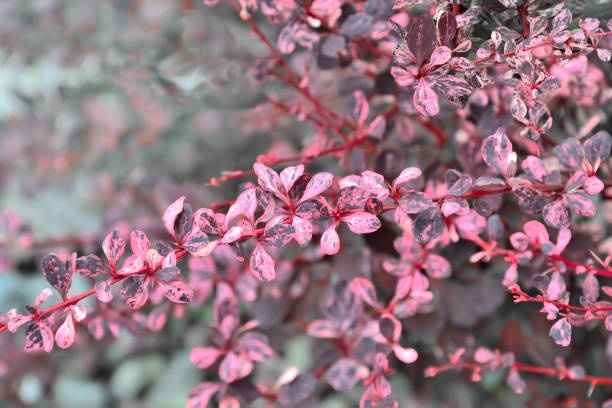 hojas púrpuras rosadas variadas de cultivar thunbergs arándano (berberis thunbergii "arlequín") - agracejo rojo fotografías e imágenes de stock
