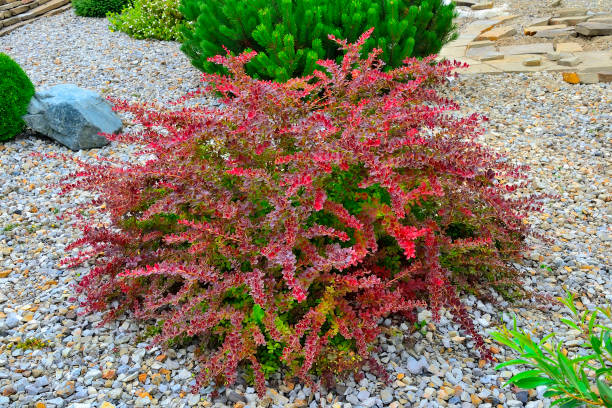 cultivar thunbergs barberry (берберис тунберги "золотое кольцо") в скалистом саду - japanese barberry стоковые фото и изображения