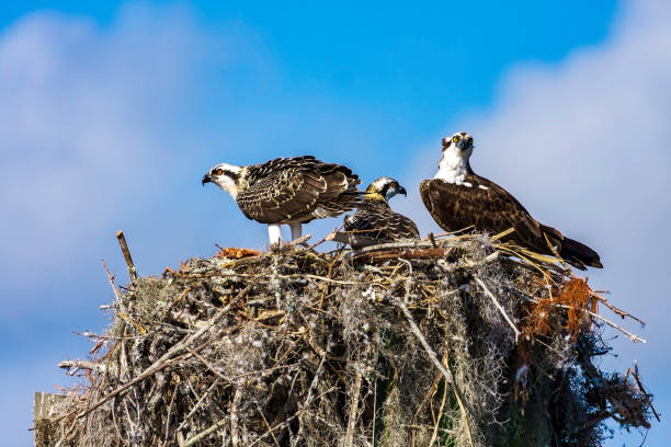 istock Three Osprey standing watch while sharing a nest on a power pole on Lake Toho in Kissimmee, Florida 1267709937