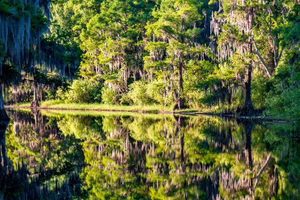 spanish moss and old cypress trees make a beautiful reflection on shingle creek in kissimmee florida where many thousands of eco-tourists visit annually. - florida river eco tourism plant imagens e fotografias de stock