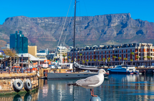 Seagull in Cape Town port and harbor with the Table Mountain in the background, Cape Town city, South Africa.