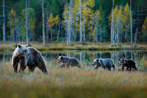 Bear family in taiga. Three brown bear cubs with mother. Beautiful animals hidden in forest lake. Dangerous animals in nature forest and meadow habitat. Wildlife scene from Finland, Europe.
