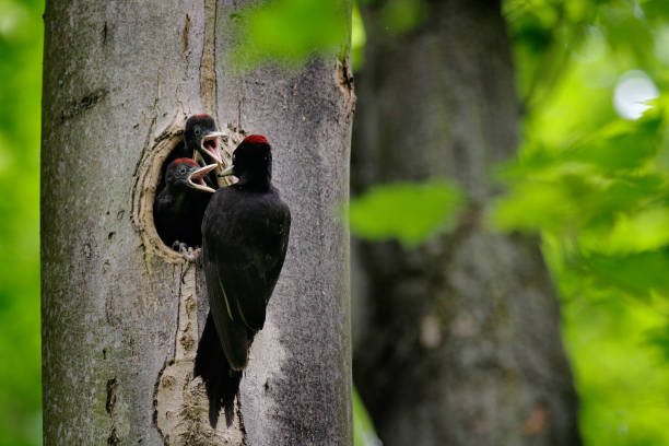 woodpecker with chick in the nesting hole. black woodpecker in the green summer forest. wildlife scene with black bird in the nature habitat. - woodpecker major wildlife nature imagens e fotografias de stock