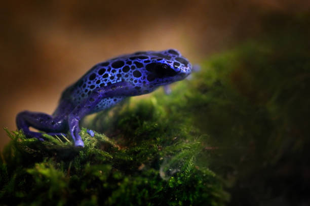 istock Dendrobates tinctorius 'True Sipaliwini', Dyeing Poison Dart Frog, blue frog in tropical nature. Wildlife scene from Brazil. Venomous toxic amphibian on the green moss. Exotic animal in the jungle. 1267711196