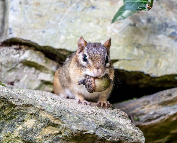 eastern chipmunk with acorn - chipmunk imagens e fotografias de stock