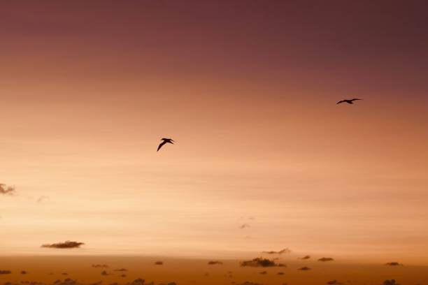 Northern gannets flying at sunset, Helgoland
