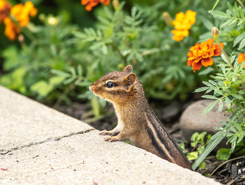 Little Chipmunk en el jardín photo