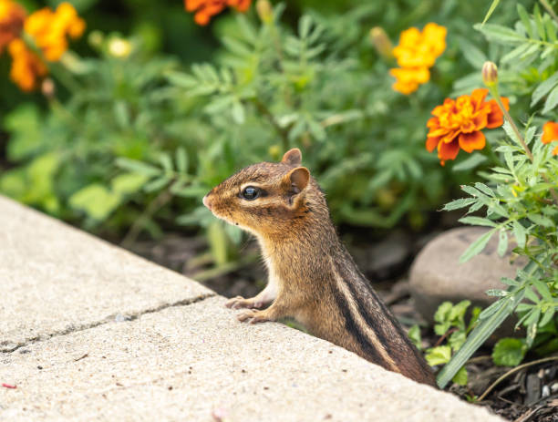 esquilo pequeno no jardim - chipmunk - fotografias e filmes do acervo
