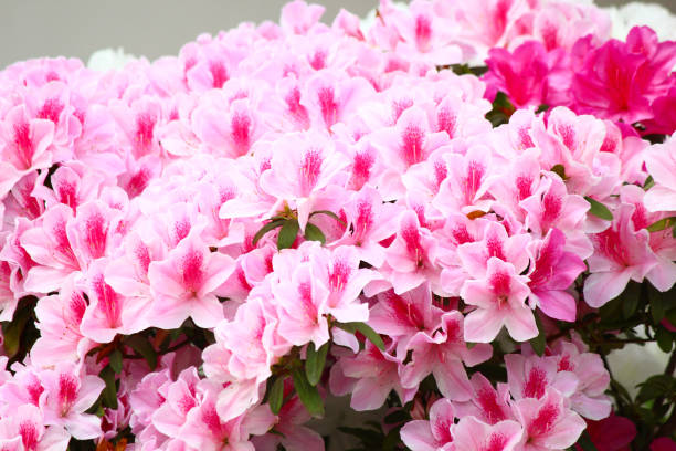 istock Tropical Flowers in Hong Kong 1267712759