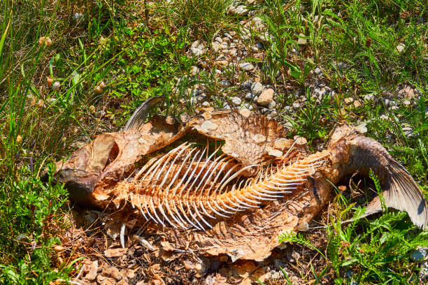 Cooked Mackerel Fish Leftover Showing Bones on Concrete Floor