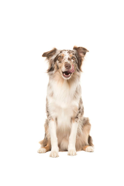 istock Sitting australian shepherd looking at the camera licking its lips 1267714259