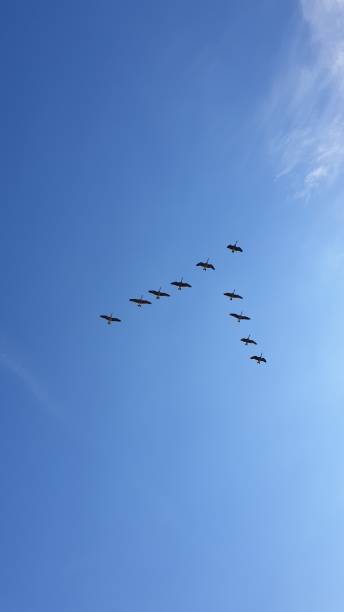 The Flock of Geese