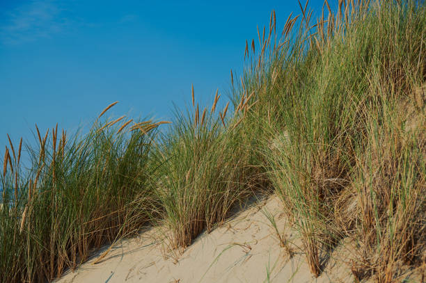 istock marram grass in front of blue sky 1267716546