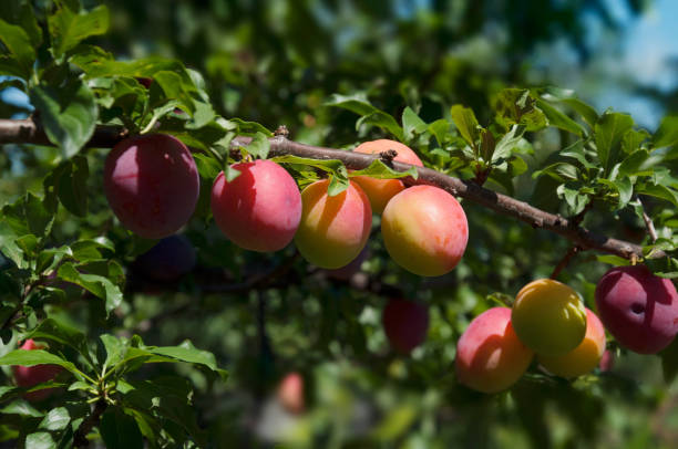 primo primo di prugne mature con foglie su un ramo in un giardino di prugne. susino con frutti. - raw potato immagine foto e immagini stock