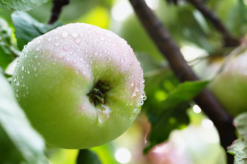 At a summer morning, apples are hanging in the tree, covered with raindrops after a rainy night, now sun is shining again, the apples are green with a bit of pink color on one side