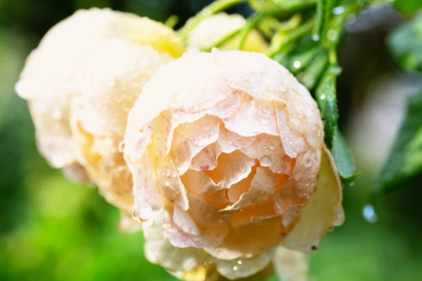 Beautiful rose, almost white but with some pink spots, seen at a summer morning after a rainy night