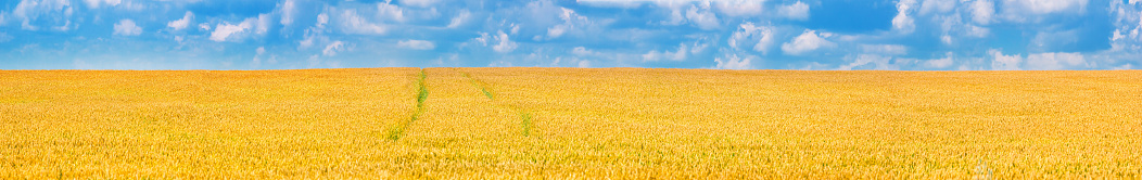 Rural landscape, panorama, banner - field of wheat in the rays of the summer sun under the sky with clouds