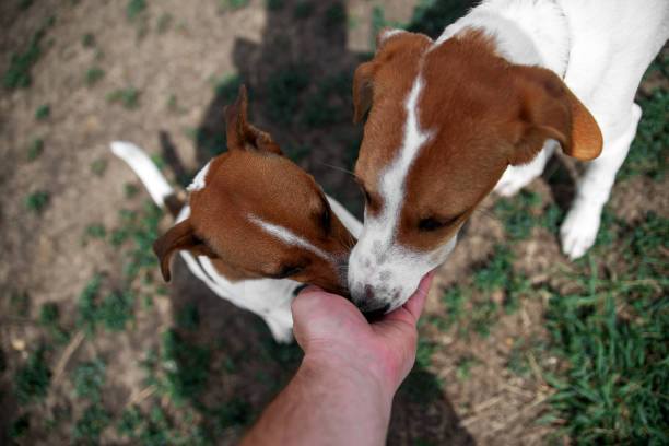 a man gives a dog food on the street with his hands. the dog eats a treat from the hands of a passerby. - terrier jack russell imagens e fotografias de stock