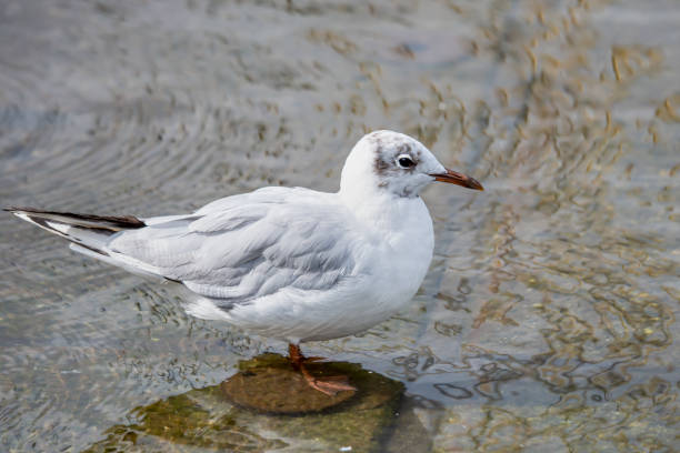 istock Black headed gull perching in water. One isolated chroicocephalus ridibundus. 1267718934
