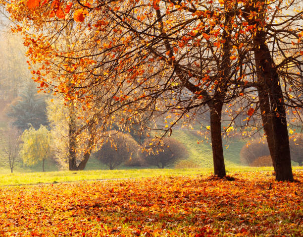 istock Nature Autumn landscape in Sunny october day 1267719848