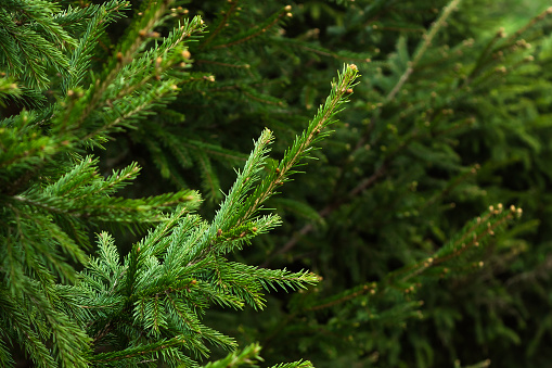 Fir branch on a green Christmas background.