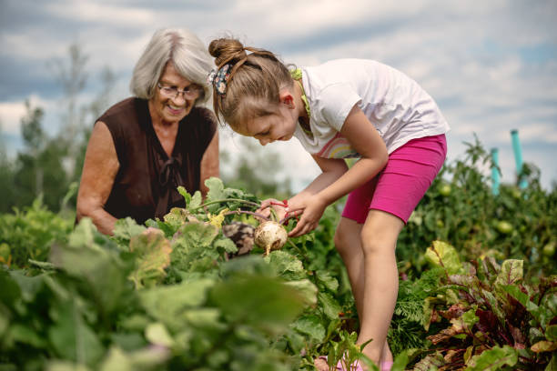 istock 6 year old girl harvesting 1267720732