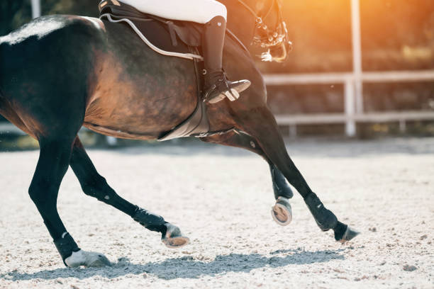 istock Equestrian sport. Galloping horse. 1267722080