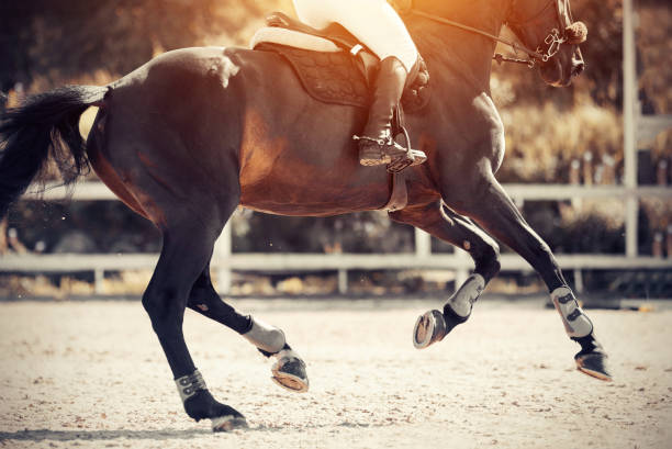 istock Equestrian sport. Galloping horse. 1267722122