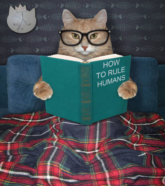 istock Cat reading funny book in bed 1267723787