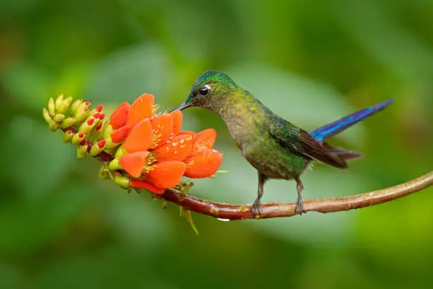 Long-tailed Sylph, Aglaiocercus kingi, rare hummingbird from Peru, green-blue bird flying next to beautiful orange flower, action feeding scene in tropical forest, animal in the nature habitat.