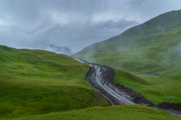 istock Shepherd and cows on a mountain road in Georgia. Khevsureti 1267723910