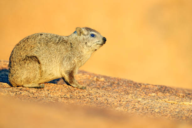 Hyrax on stone in rocky mountain, Namibia, Africa. Hyrax on stone in rocky mountain, Namibia, Africa. hyrax stock pictures, royalty-free photos & images