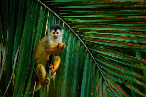 istock Monkey, long tail in tropic forest. Squirrel monkey, Saimiri oerstedii, sitting on the tree trunk with green leaves, Corcovado NP, Costa Rica. Monkey in the tropic forest vegetation. Wildlife nature. 1267723998