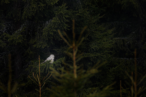 Owl in the spruce tree forest habitat, Sumava NP,  Czech Republic. Ural Owl, Strix uralensis, sitting on tree branch, in green leaves oak forest, Wildlife scene from nature. Habitat with wild bird.