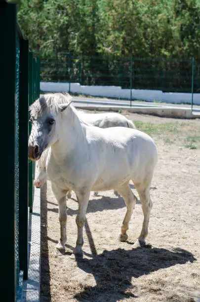 White pony horses in a fenced-in nature reserve. Livestock concept.