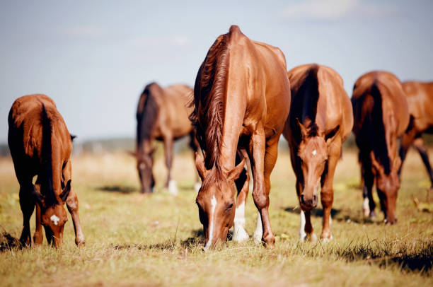 istock A herd of sporting horses grazing on the field. 1267729178