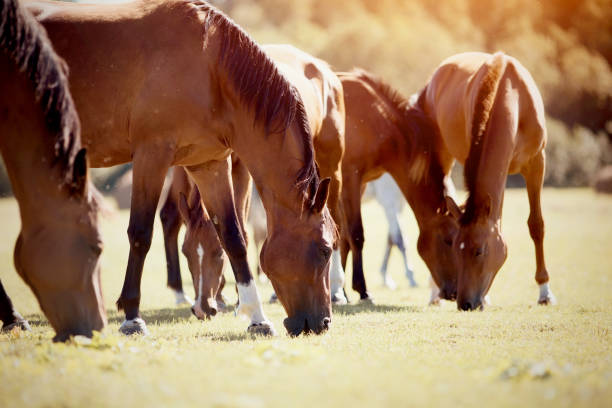 istock A herd of sporting horses grazing 1267729186