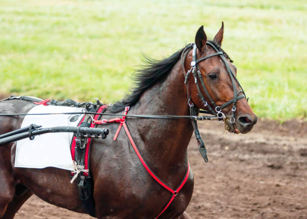 istock Race horse at the racetrack 1267729281