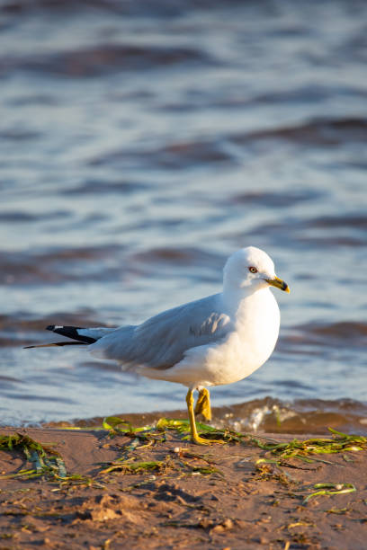 istock Ring-billed Gull (Larus delawarensis) walking on the beach in Wisconsin 1267730241