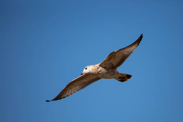 istock Immature Ring-billed Gull (Larus delawarensis) flying in a blue sky with copy space 1267730242