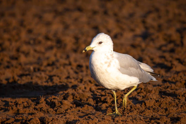 istock Immature Ring-billed Gull (Larus delawarensis) walking on the beach in Wisconsin 1267730261