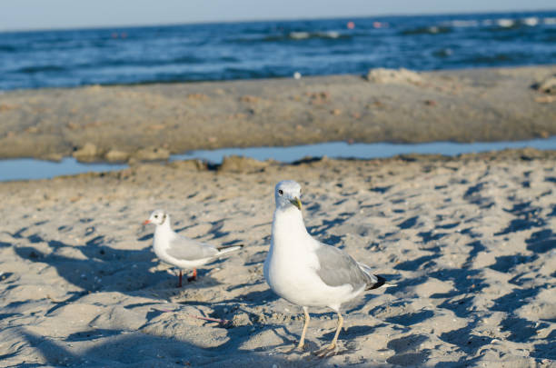 istock Ivory gulls with gray wings on the seashore. 1267732127