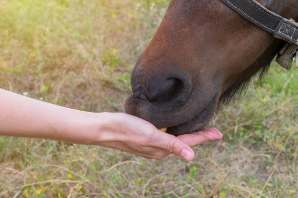 istock feeding a brown horse with hands 1267732317
