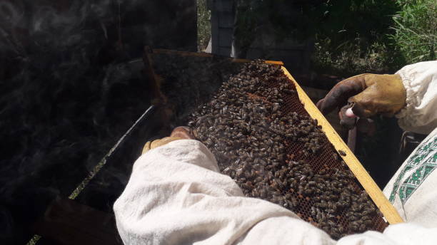 istock Honeycomb with bee honey the hive 1267733035